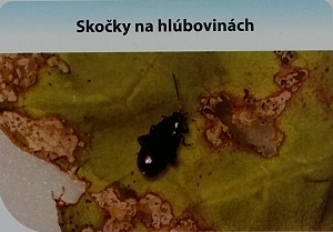 skocky na hlubovinach